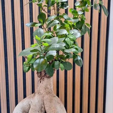 Bonsai Apartament Subotica