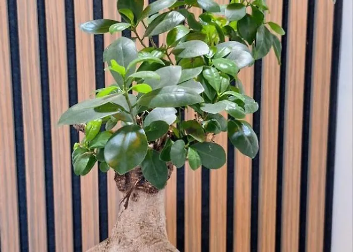 Bonsai アパート スボティツァ